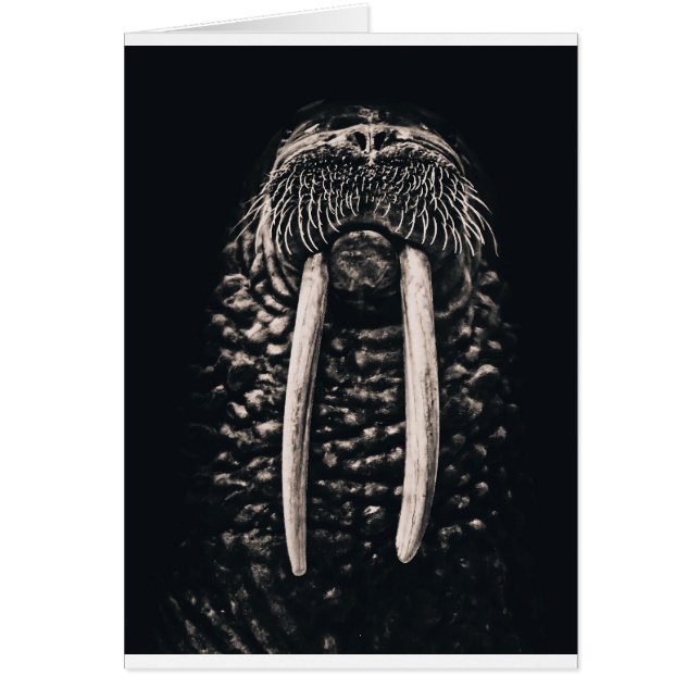 Ik ben de walrus. (Voorkant)