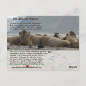 Ik ben de Walrus, een bedreigd dier - Briefkaart (Achterkant)