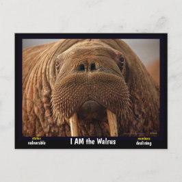 Ik ben de Walrus, een bedreigd dier - Briefkaart