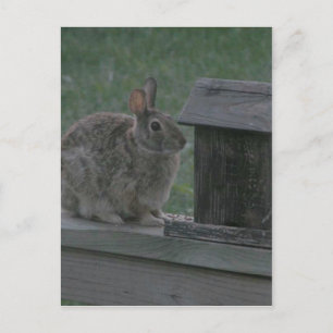 Ik ben een Birdie Briefkaart