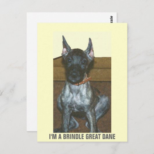 IK BEN EEN BRINDLE GREAT DANE BRIEFKAART (Voorkant / Achterkant)