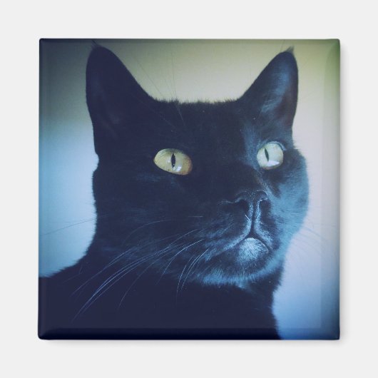 Ik ben een kattenmagneet magneet (Voorkant)