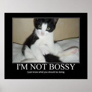 Ik ben geen Bossy Cat Artwork Poster