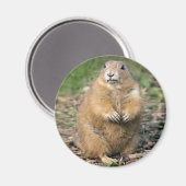 Ik ben geen Vet, ik ben Cudly Magnet (Voorkant / Achterkant)