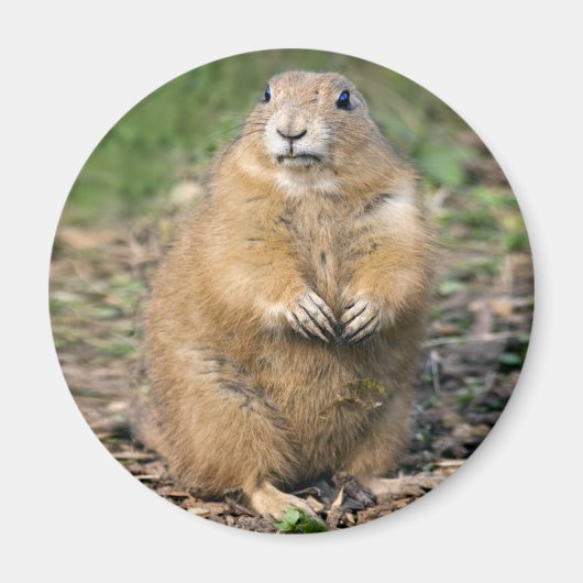 Ik ben geen Vet, ik ben Cudly Magnet (Voorkant)