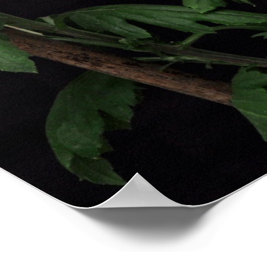 Ik ben gekruisigd met Christus. Poster (Hoek)