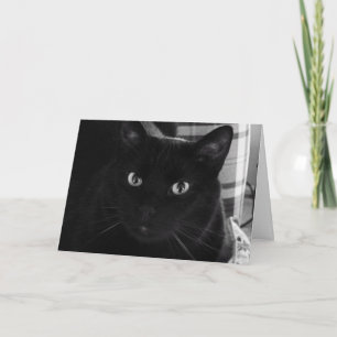Ik ben geschokt Black Cat Birthday Kaart