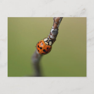 Ik ben het kwijt briefkaart