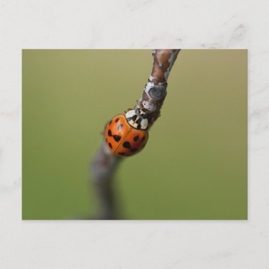 Ik ben het kwijt briefkaart (Voorkant)