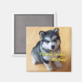 Ik ben niet dik, ik ben gewoon een beetje Husky! Magneet (Voorkant / Achterkant)