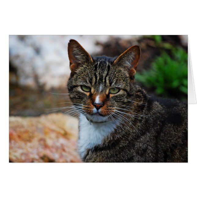 Ik ben niet geamuseerd.... (Voorkant Horizontaal)