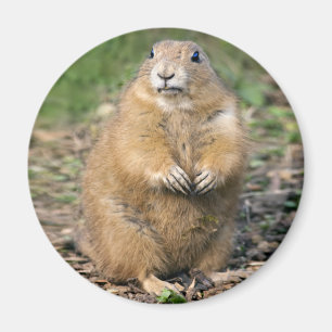 Ik ben niet Vet, ben ik Snoezige Magneet