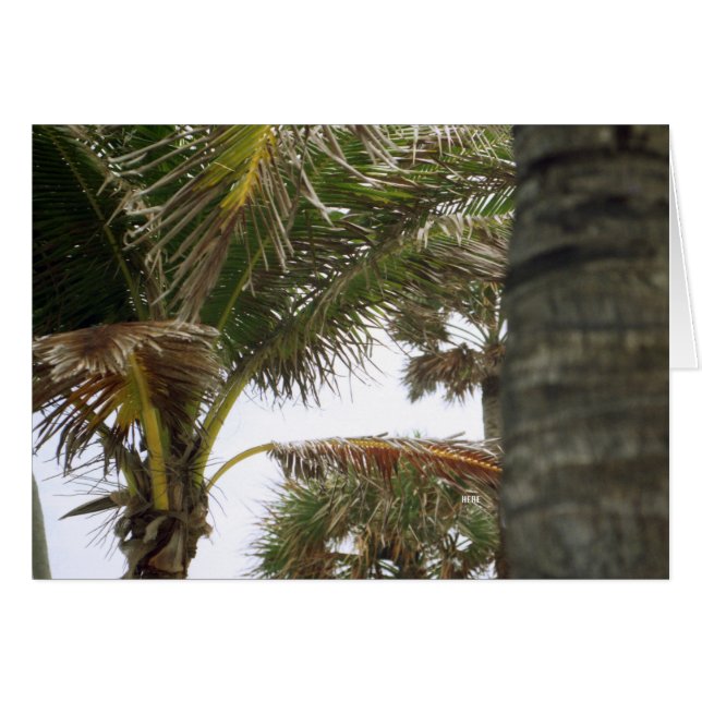 Ik ben op Island Time. (Voorkant Horizontaal)