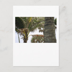 Ik ben op Island Time. Briefkaart