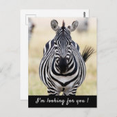 Ik ben op zoek naar je Zebra foto met tekst Briefkaart (Voorkant / Achterkant)