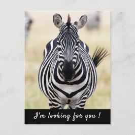 Ik ben op zoek naar je Zebra foto met tekst Briefkaart