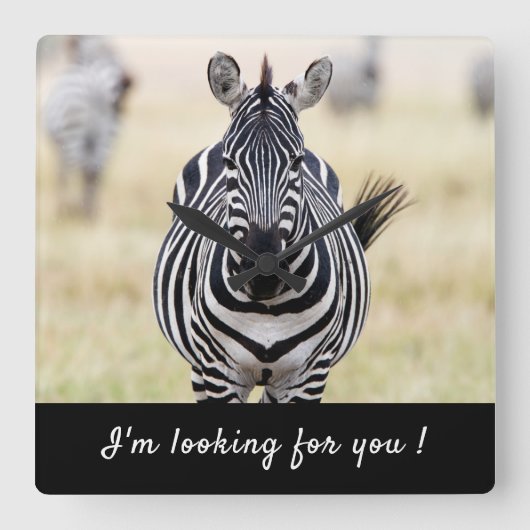 Ik ben op zoek naar je Zebra foto met tekst Vierkante Klok (Voorkant)