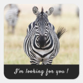 Ik ben op zoek naar je Zebra foto met tekst Vierkante Sticker (Voorkant)