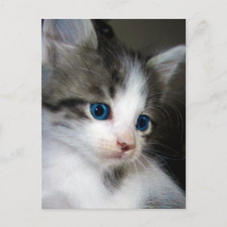 IK BEN VAN HOOFD NAAR TOE VERKLAARD BRIEFKAART