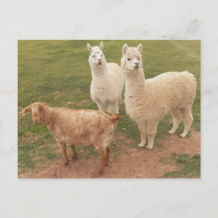 Ik ben zeker U ALLEN het bekijken hen GLIMLACHT Briefkaart