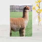 IK DEEL MIJN VERJAARDAG LIEVER MET JULLIE DAN MET  KAART (Gele Bloem)