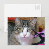 Ik denk aan Cat Briefkaart (Voorkant / Achterkant)