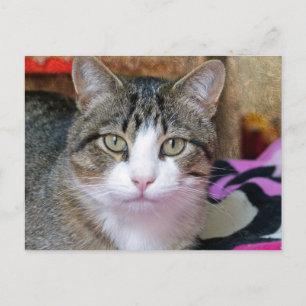 Ik denk aan Cat Briefkaart