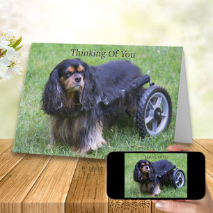 Ik denk aan jou Cavalier King Charles handicap C Kaart