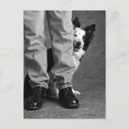 Ik en mijn schaduw - Collie Dog Briefkaart