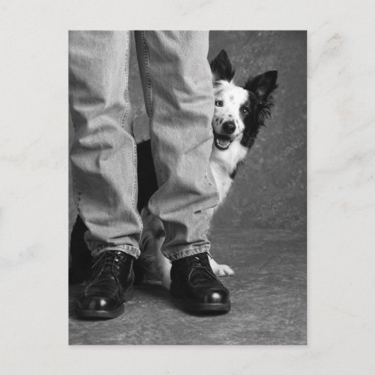 Ik en mijn schaduw - Collie Dog Briefkaart (Voorkant)