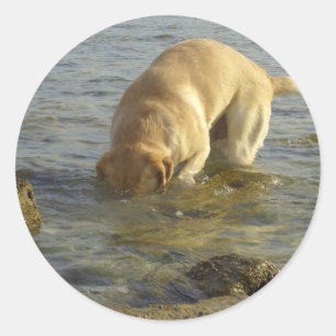 Ik haat maandag - Labrador met hoofd onder water Ronde Sticker