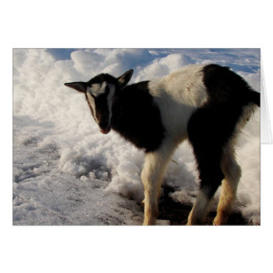 Ik haat Winter. Hier is Hoping Spring binnenkort a