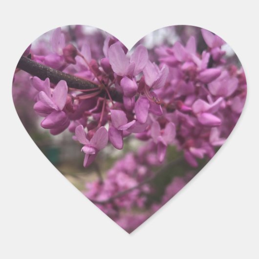 Ik hart Redbud bomen sticker (Voorkant)