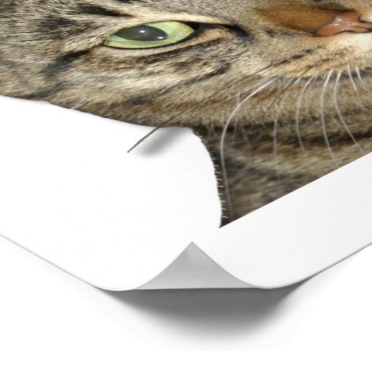 Ik heb een cattitude-probleem. poster (Hoek)