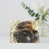 Ik heb een jeuk. briefkaart (Staand voorkant)