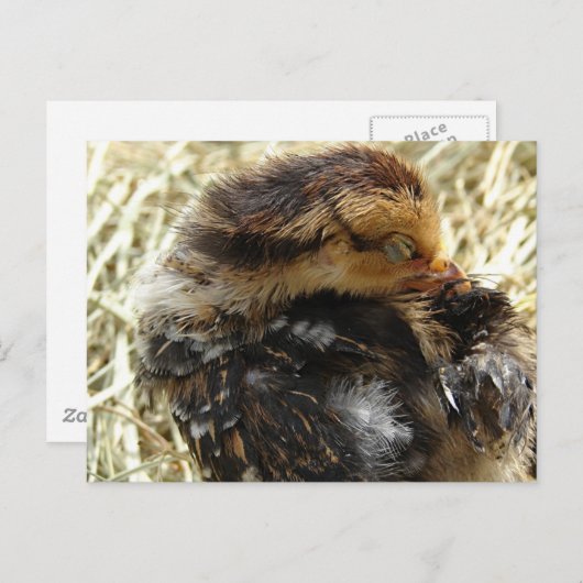 Ik heb een jeuk. briefkaart (Voorkant / Achterkant)