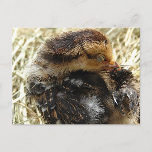 Ik heb een jeuk. briefkaart (Voorkant)