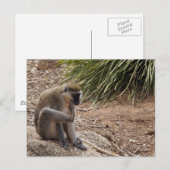 Ik heb een Jeuk - Spider Monkey Briefkaart (Voorkant / Achterkant)