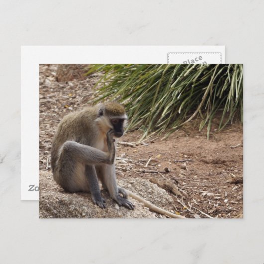 Ik heb een Jeuk - Spider Monkey Briefkaart (Voorkant / Achterkant)