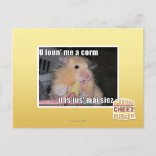 Ik heb een maïs gevonden briefkaart