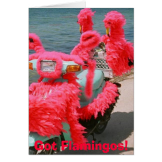Ik heb Flamingos. 