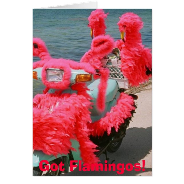 Ik heb Flamingos.  (Voorkant)