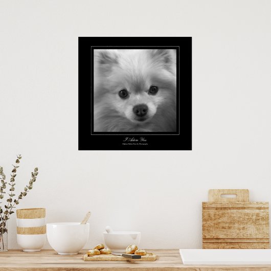 Ik heb je bewonderd - Puppy-ogen van een pommern Poster (Keuken)