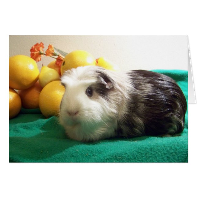 Ik heb je meer nodig dan een cavia... dat Vitamine (Voorkant Horizontaal)