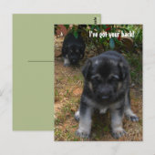 Ik heb je rug. Briefkaart Shepherd Puppy (Voorkant / Achterkant)