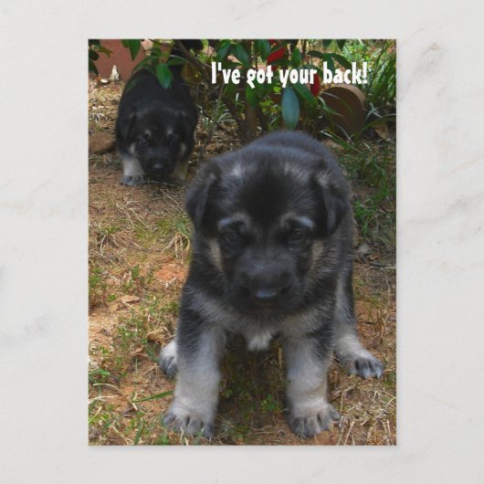 Ik heb je rug. Briefkaart Shepherd Puppy (Voorkant)