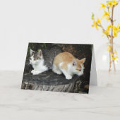 Ik heb je rug, Kittens Kaart (Gele Bloem)