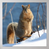 Ik heb mijn noten verloren. poster (Voorkant)