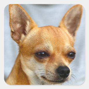 Ik heb zo'n grappige pup. Mijn hond nu op de lol. Vierkante Sticker