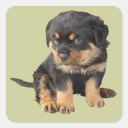 Ik hoef niet te weten dat ik Schattige ben Vierkante Sticker (Voorkant)